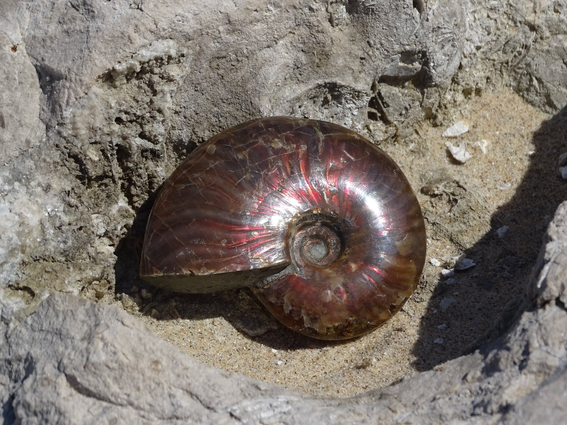 Ammonite Cléoniceras Entière Polie - Fossile - Colibri Minéraux et Bien-être