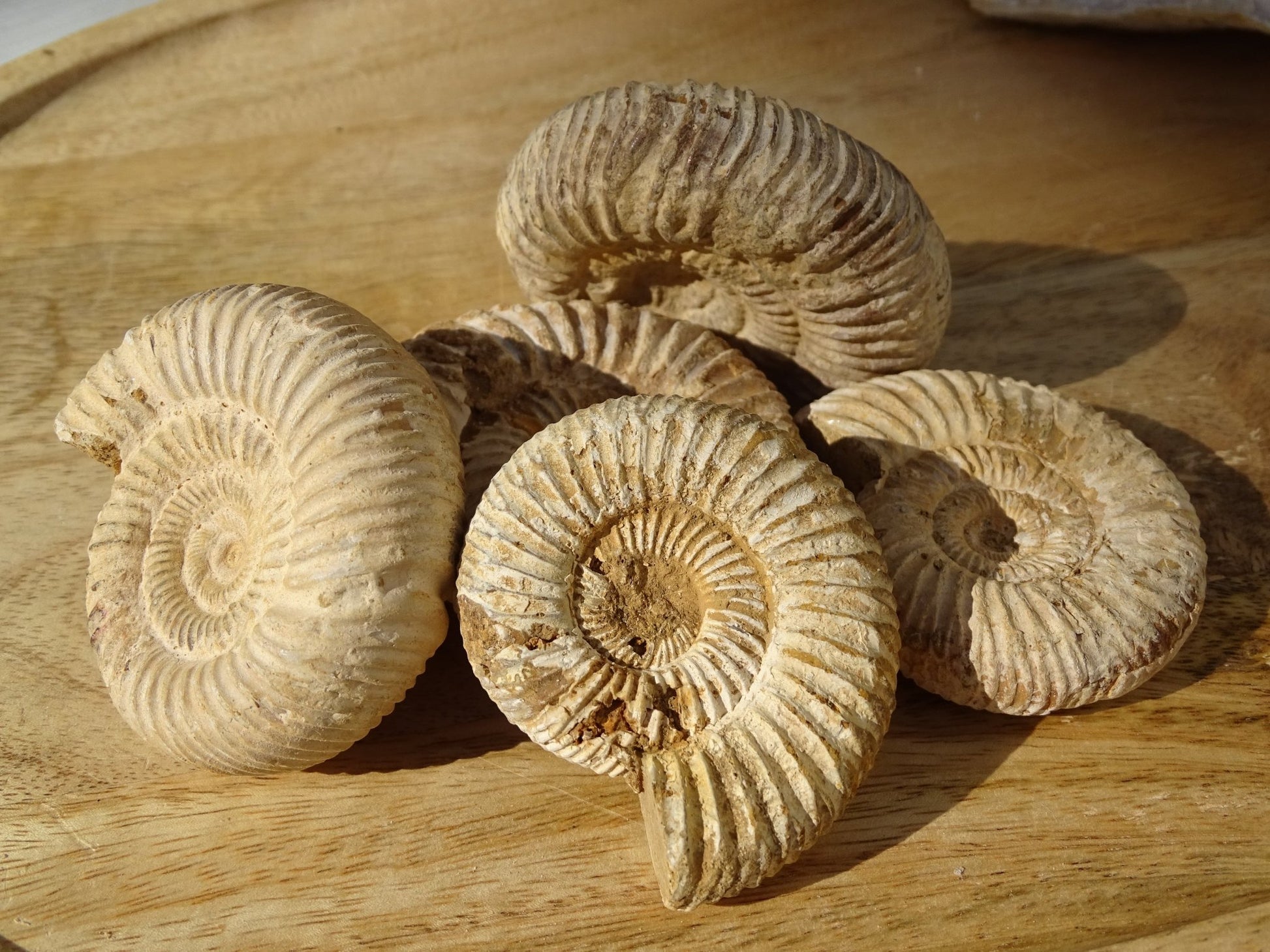 Ammonite naturelle du Maroc - Fossile - Colibri Minéraux et Bien-être