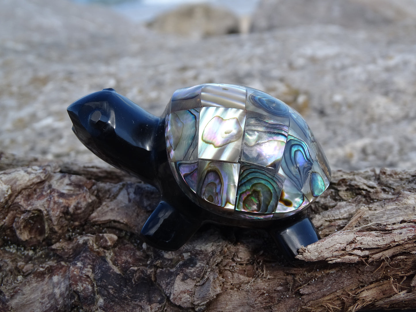 Animaux Obsidienne Noire Tortue Abalone