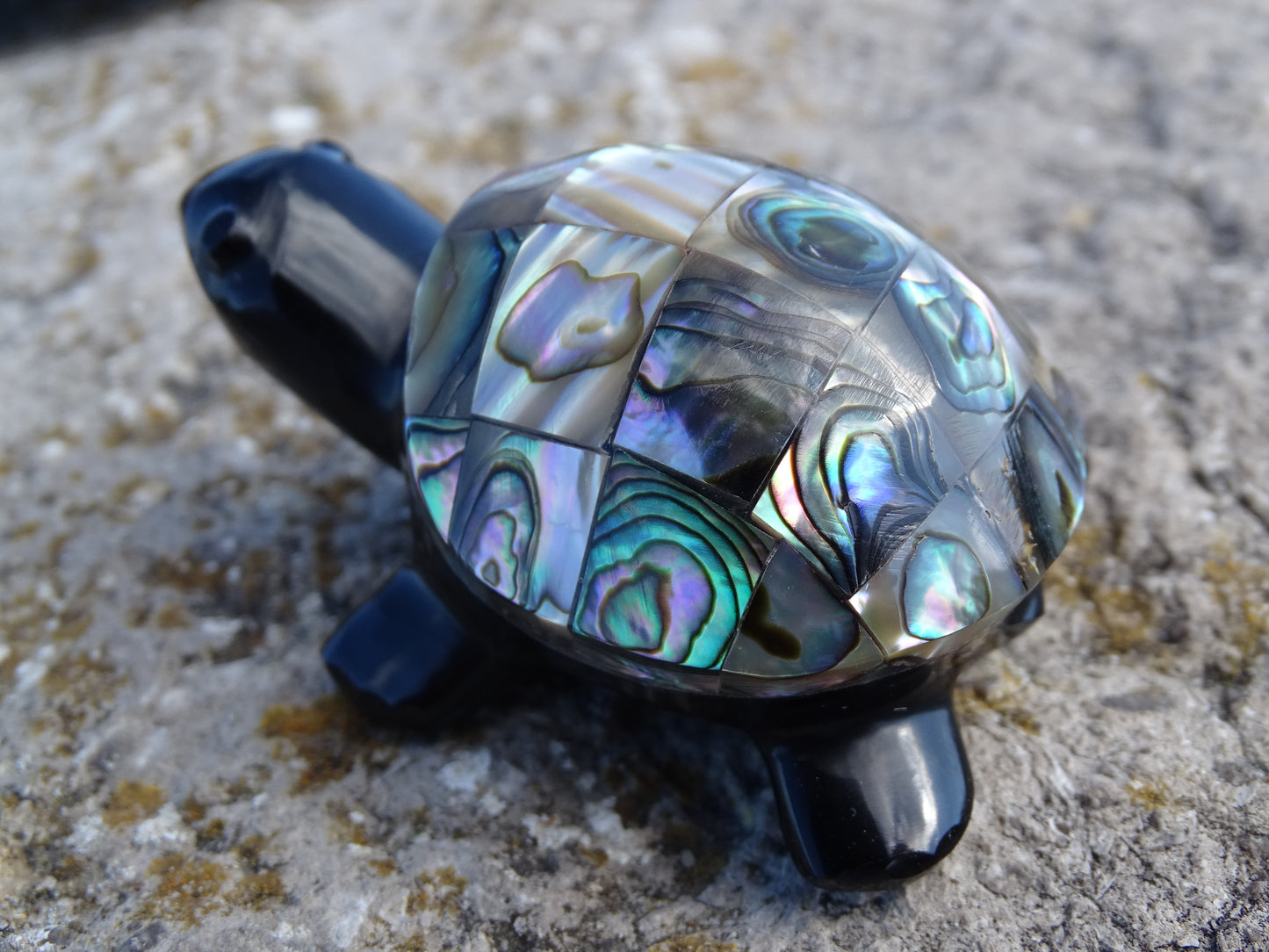 Animaux Obsidienne Noire Tortue Abalone