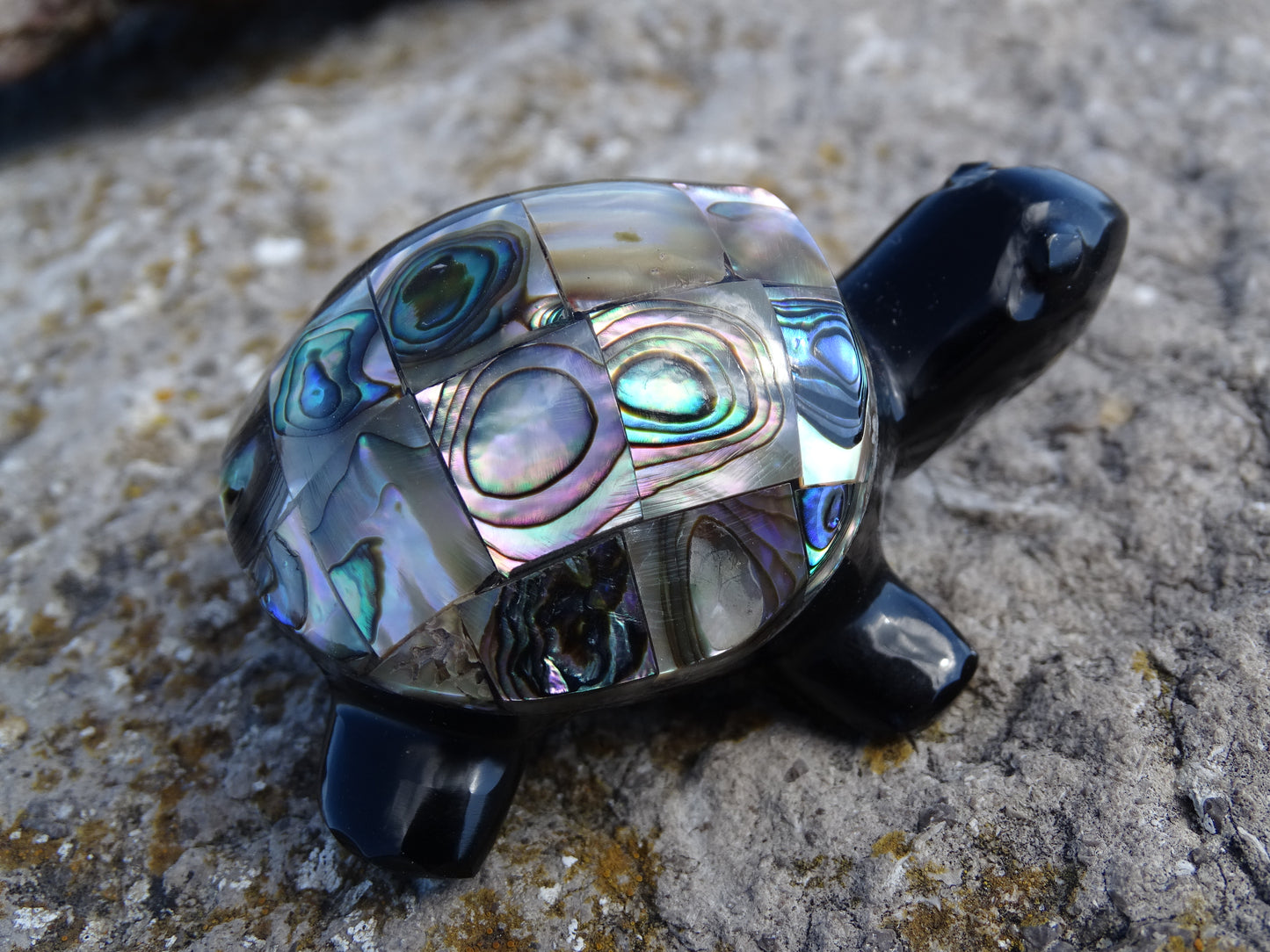 Animaux Obsidienne Noire Tortue Abalone