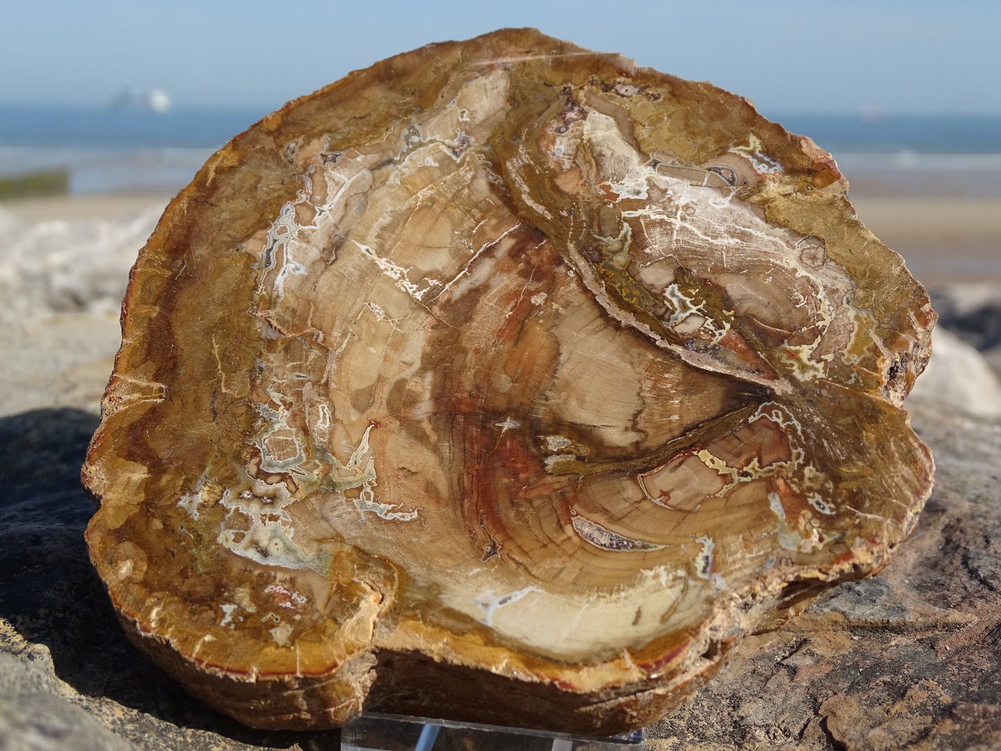 Tranche Bois Fossile
