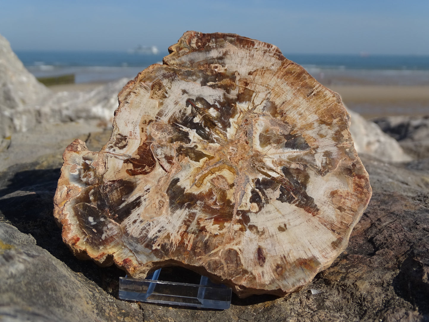 Fossil Wood