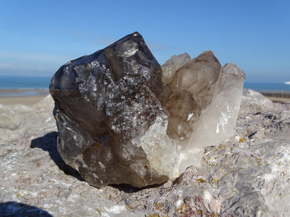 Quartz Fumé Jacaré